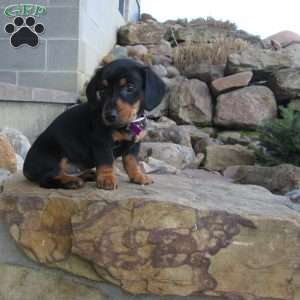 Loui, Dachshund Puppy